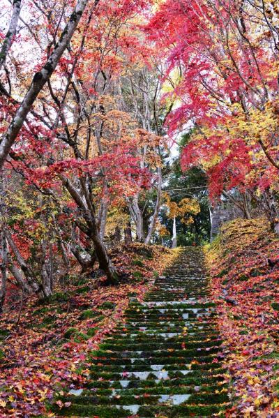 御霊（ごりょう）もみじ2014