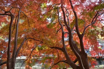 紅葉を見に高尾山に行ってきました