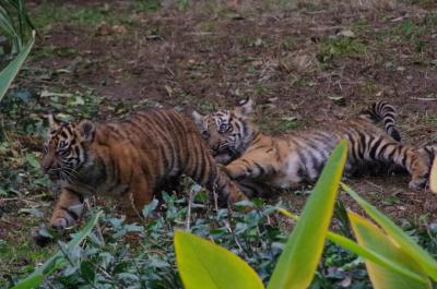 よこはま動物園ズーラシア☆スマトラトラの赤ちゃん