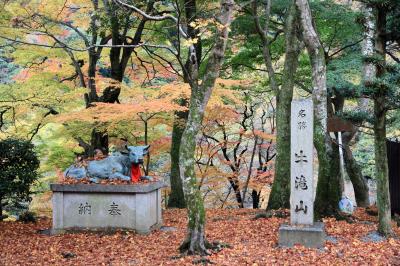 大威徳寺の紅葉　もう散っていました。