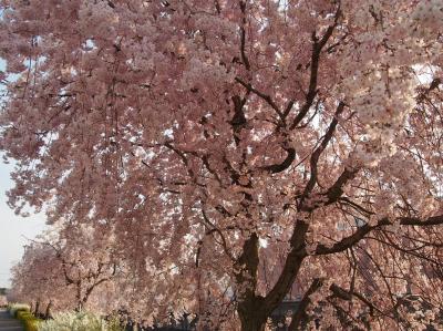 真岡の桜や国分寺の桜