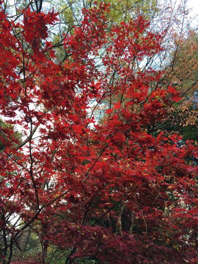 奈良　紅葉の秋篠寺