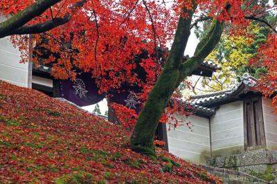 紅葉に燃える曼殊院　雨の京都に進出