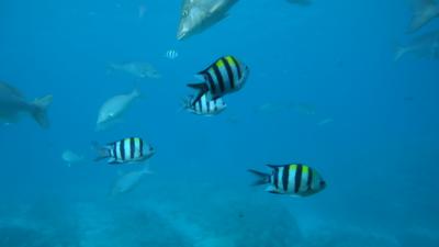 沖縄～ブセナから那覇へ ～その3