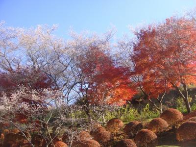 今年は凄い！小原の四季桜・・・・・・