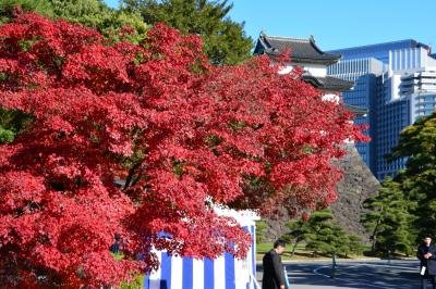 「皇居乾通り一般公開」で紅葉を楽しむ。