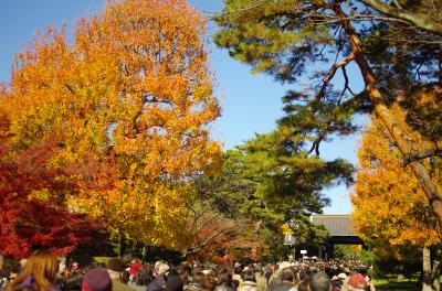 皇居乾通りの紅葉