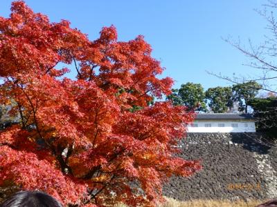 乾通り一般公開　　紅葉編はいかがなものか？