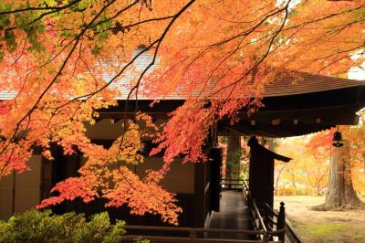 これぞ紅葉、南河内の秋色に染まるお寺さん