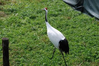 北海道（道東周遊と札幌）前篇