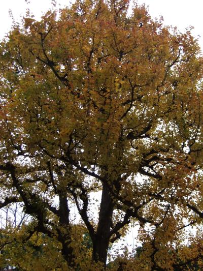 皇居(坂下門～乾門)の紅葉の通り抜け、すばらしい紅葉