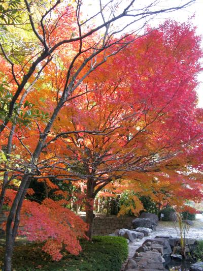 奈良県の馬見丘陵公園から大阪府の府立花の文化園へ紅葉をもとめて。