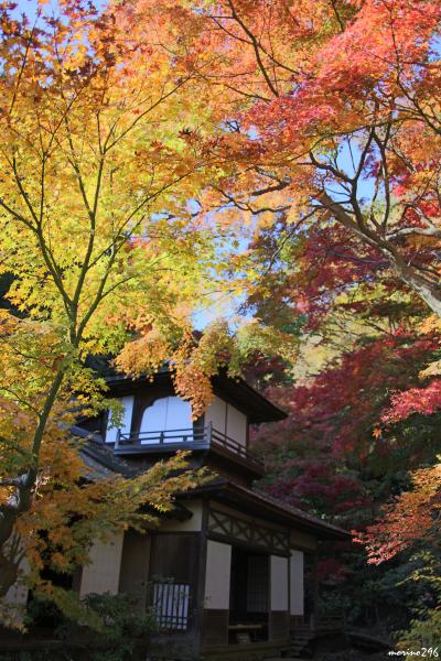 赤や黄色に彩られる横浜・三渓園