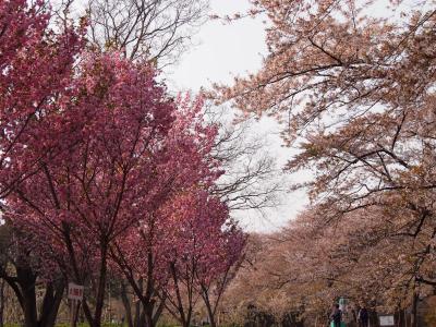 「吾妻公園チューリップまつり」と「赤城南面千本祭り」