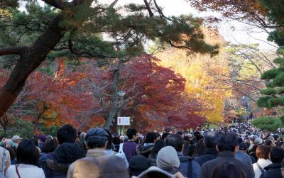 皇居の紅葉　一般公開２０１４