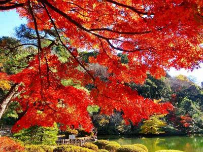 新江戸川公園・椿山荘の紅葉