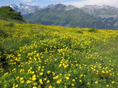 2011年7月スイス-2　夢に見たハイジの世界　お花畑のメンリッヒェンとフィルスト
