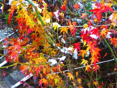 吉野山・小雪が降る中、金峯山寺～如意輪寺を見て周る