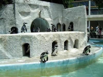 何十年ぶりだろう？上野動物園に行ってきました。②　～　象さん、ペンギンさんなどにも逢ってきました。　２０１２年６月１日