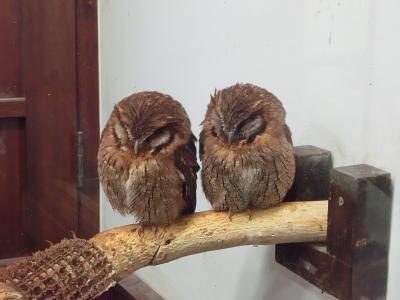 動物とむっちゃ近い!「神戸どうぶつ王国」/2014年11月