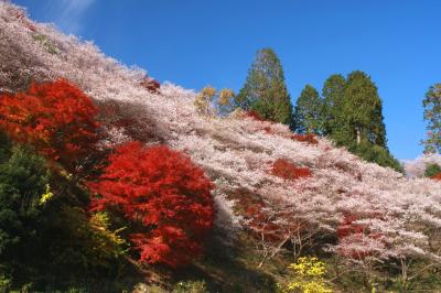 東海地方随一の紅葉名所香嵐渓と小原四季桜（その2、春と秋が一緒にやってきた！？四季桜を見に小原へ）