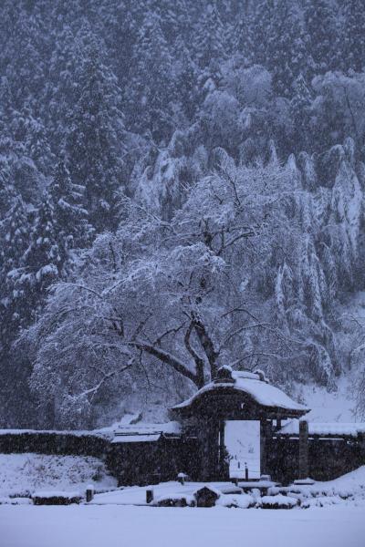 福井　雪の一乗谷城と永平寺