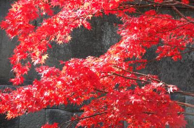 天皇陛下の傘寿を記念しての秋季皇居乾通り一般公開2014年