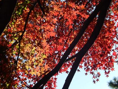 秋の一般公開最後の日に皇居・乾通りを歩く③乾通りの風景(1)コンパクトデジタルカメラによる