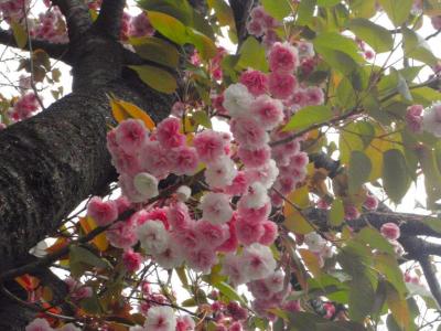 八重桜(ﾟωﾟ;)｡o○ @目黒川(五反田近辺)