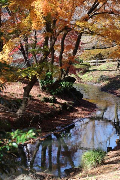 2014年度の新宿御苑の恒例の紅葉狩りは千駄ヶ谷門から逆ルートで！（前編）下の池から中の池の紅葉景色～三色グラデーションと小鳥が羽根をふるわせたようなきめ細かな紅葉に魅せられて