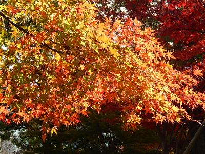 秋の一般公開最後の日に皇居・乾通りを歩く④東御苑本丸跡にて