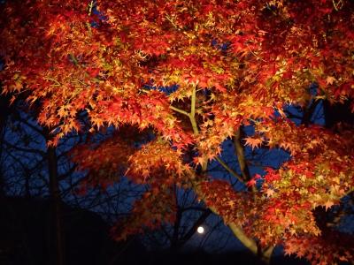 鎌倉獅子舞や長寿禅寺の紅葉と長谷寺ライトアップ☆