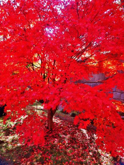 皇居乾通り2/2  真紅のイロハモミジ・高いトウカエデも　☆行き届いた手入れ