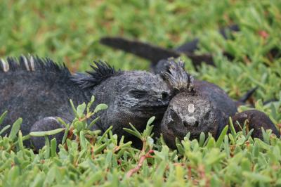 動物たち　進化の楽園　ガラパゴス諸島　2　：　サンタクルス島 滞在 　サンタフェ島　編