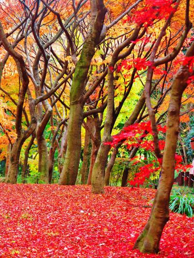 北の丸公園　もみじ林見ごろ　散り紅葉も色あざやかに　☆武道館近くの穴場的名所