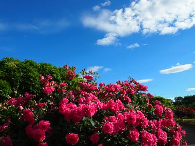 薔薇の時期のあしかがフラワーパーク