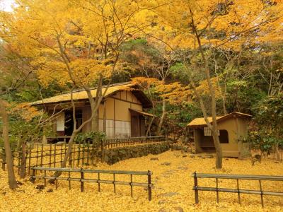 三渓園　紅葉＆『なんちゃって青の洞窟』[2014/12/12(金)]