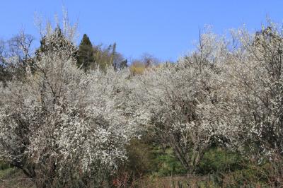 福島市　花見山　2014年