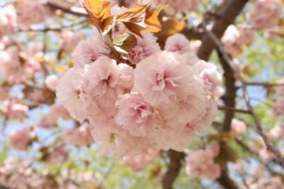 忍野八海 富士芝桜まつり