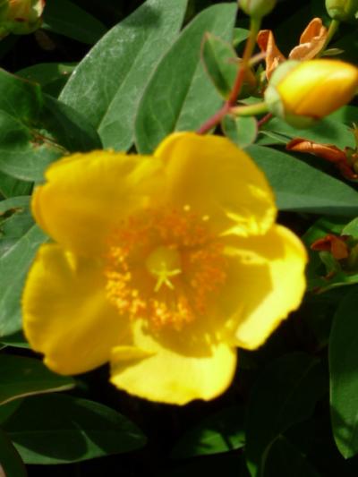 フランスは行きたしされど遠かりし３　−　めくら滅法の突貫でフランス政府給費研修に合格