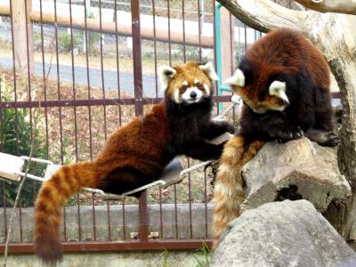 初冬のレッサーパンダ紀行【３】 かみね動物園　おひさしぶり、１年９ヶ月ぶりの神峰ＺＯＯ！！ 変わらず元気なイチ君とほぼ初めましてのさくらちゃん