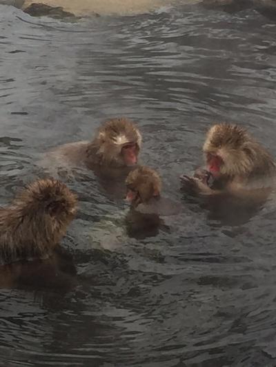 外湯巡りとお猿さんに会う旅