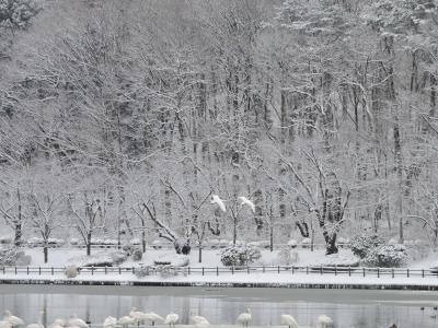盛岡の町屋物語館と、高松の池の白鳥たち