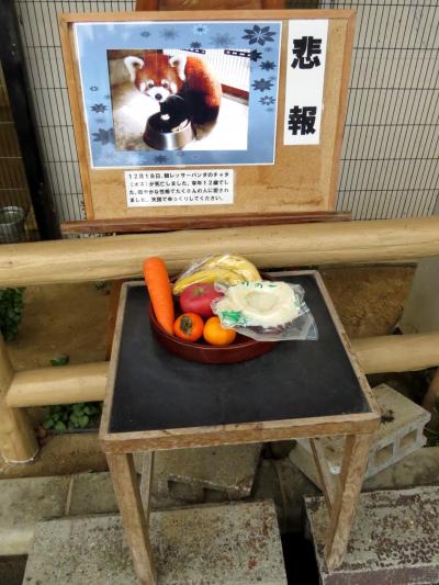 初冬のレッサーパンダ紀行【５】 西山動物園　１２歳・・・早すぎるよ　チャタ君に献筍・・・ありがとう、やすらかに・・・