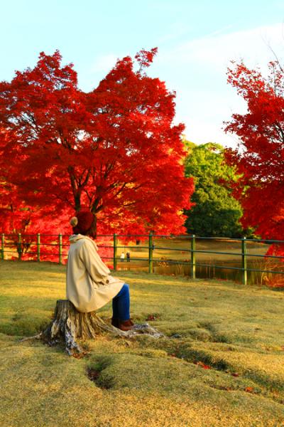 大仏っちゃんの眼差しの先に見える紅葉たち