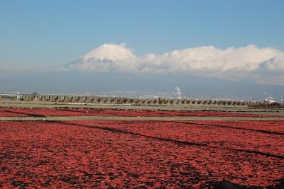 赤く染まる桜えび干しと富士山（静岡）