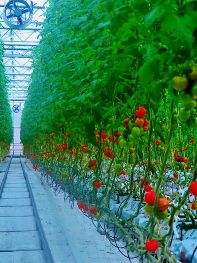 いわき3/8　とまとランドいわき：栽培温室を見学　　☆もぎ取りトマトを試食