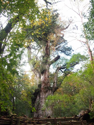 世界遺産　屋久島の旅　～縄文杉をみるために～　縄文杉トレッキングpart2