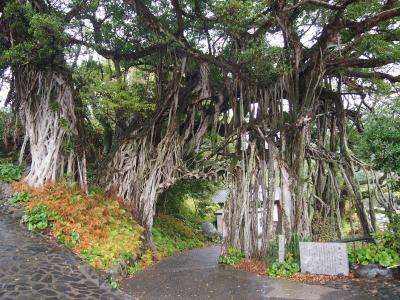 世界遺産　屋久島の旅　～縄文杉をみるために～島内観光から帰路につくpart3