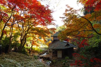 三渓園の紅葉